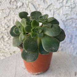 3 Inch Pot Succulent Plant - Aeonium Haworthii - Kiwi Verde - Pinwheel - Rooted & Established - Drought Resistant 🪴 