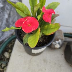 Corona de Cristo camaliona