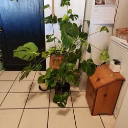 Flowering Plant, Swiss Cheese Plant, Monstera