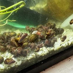 Snails for Sale – Just 25¢ Each or 5 for $1!