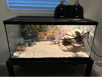 Bearded Dragon + Full Habitat Setup
