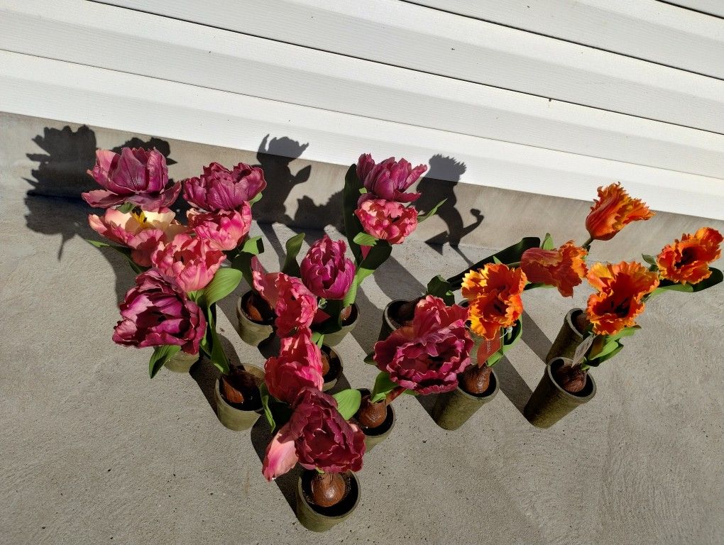 12 Tulip Plants