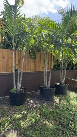 Christmas Palm Trees 25gl 🌴 $119