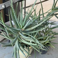 3 Agave Succulents 