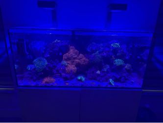 90-Gallon Red Sea Reef Aquarium – Complete Setup, Ready to Enjoy!