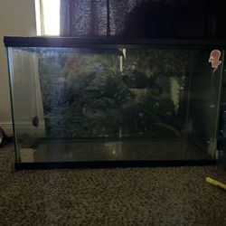 Lizard Or Aquarium Tank 