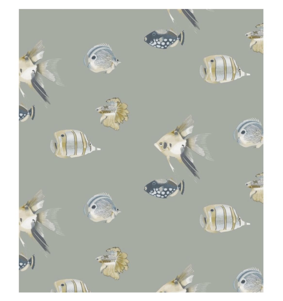 Harlequin Anthozoa wallpaper collection in Kamanu fish