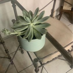 Succulent 