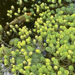 Aquatic (water) Plant. Parrot’s Feather. $20/bag