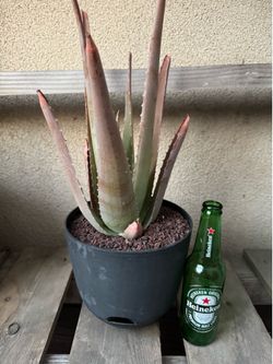 Aloe Vera Plant/Savila