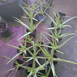 SAVILA ALOE VERA 