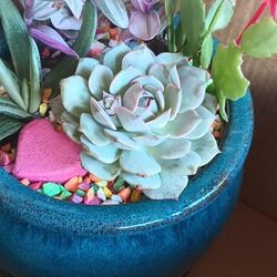 Beautiful Arrangement Succulents.
