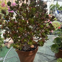 Planta jade