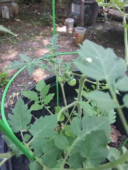 Tomato plant