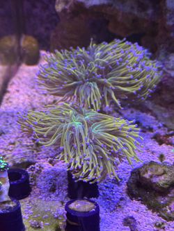 Fake torch coral