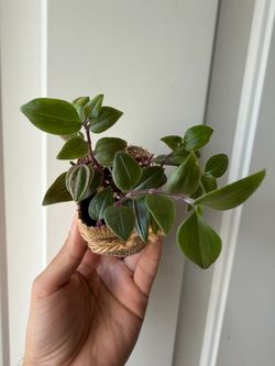 Tradescantia flumenesis’