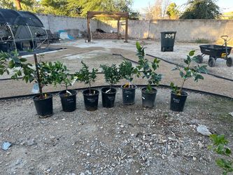Citrus fruit trees - Washington Orange , eureka lemon , Mexican lime , bearss lime
