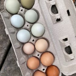 On Dozen Eggs ($6.00)