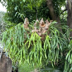 Staghorn Plants For Sale 
