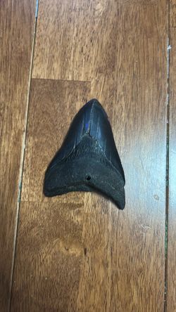 Megalodon tooth