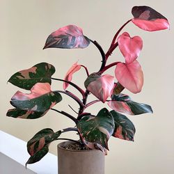 Rare Aroid Philodendron Pink Princess Plant/ Indoor plant/ house plant/ flower patio garden