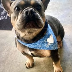 Pet Bandanna Dog Cat Special Occasion Accessories 