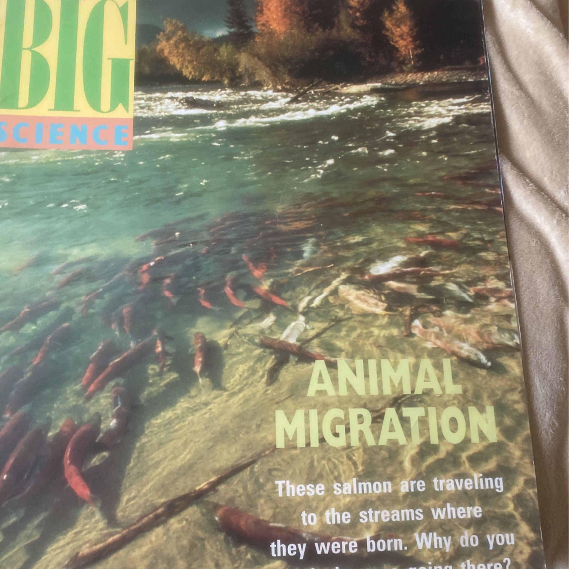 Boom: Animal Migration 