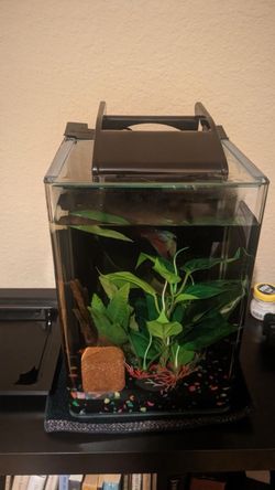 Betta fish tank with cleaning supplies