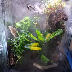 12x12x18 Bioactive Enclosure 