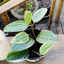 Live indoor Hoya Macrophylla plant in a plastic planter pot—firm price