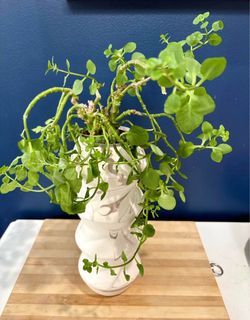 Trailing Houseplant in Decorative Ceramic Vase