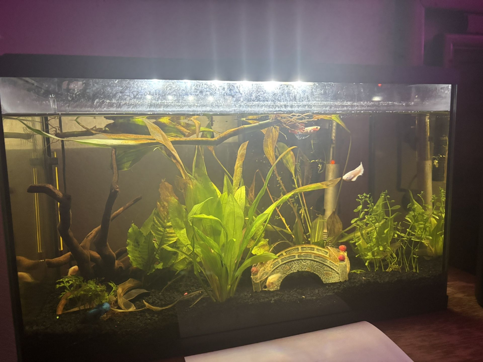 10 Gallon fish tank with plants!