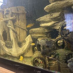 180 Gallon Fish Tank   700 $With Fish Inside  