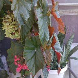 Plants/Planta