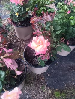 Rosas Y Mas