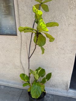 Fiddle Fig Plant