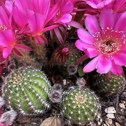 Cactus leer la descripción