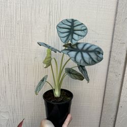 5” alocasia silver dragon 