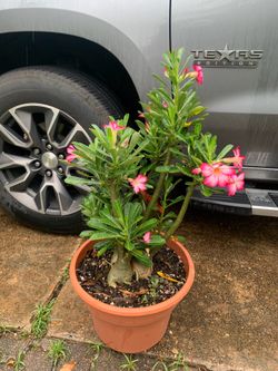 Pink and white desert rose plant Big