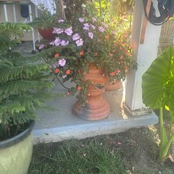 FLOWERS/PLANTS FOR SALE