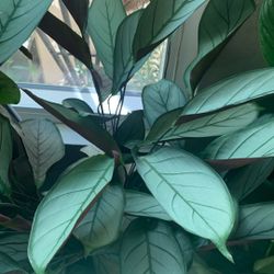 Ctenante Plant Sylver