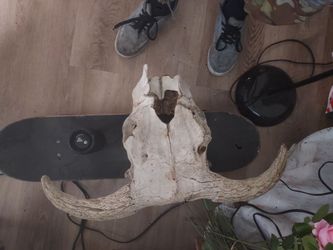 Heifer skull real deal excellent condition