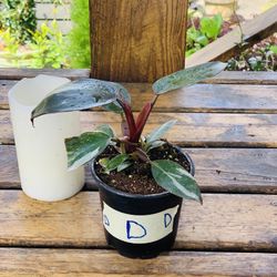 Live indoor Philodendron Pink Princess plant in a plastic nursery pot—firm price