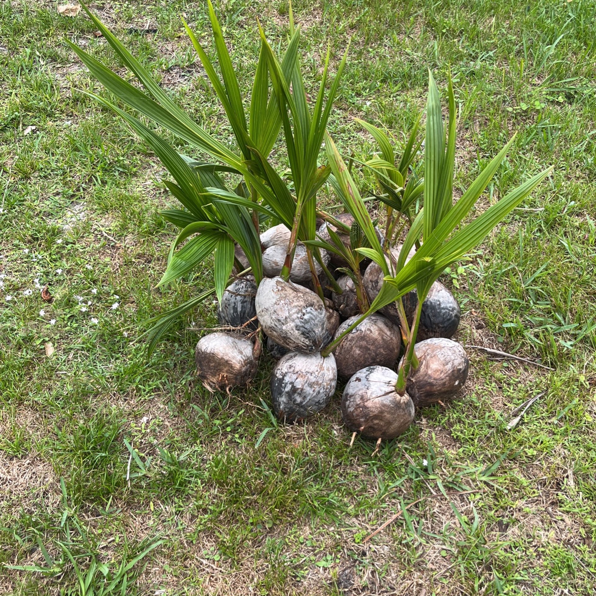 Coconut Trees For Sale