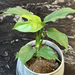 Rhaphidontora Tetramonstera Monstera Mini Indoor Plant