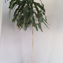 Tall Plant/Tree