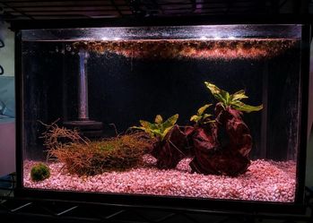 2.5g tank