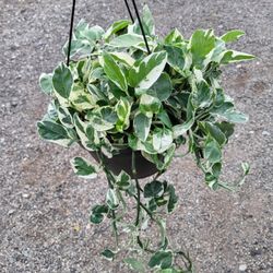 Njoy Pothos Plant 10" Pot $13 Each