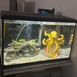Fish Tank