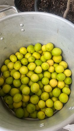Freshly cut organic Mexican lemons in the city of Reseda are free